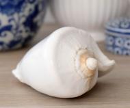 Venice White Shell - Voluta Nobilis Shell