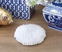 Jetty Flat Ribbed Coral - Small
