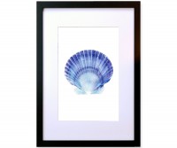 A3 Scallop Shell Blue & White Watercolour Framed Print