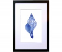 A3 Spindle Shell Blue & White Watercolour Framed Print