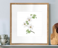 Apple Blossom II Botanical Flower Print - Framed