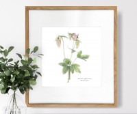Columbine Botanical Flower Print - Framed