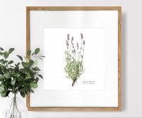 Lavender Botanical Flower Print - Framed
