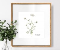 Queen Anne's Lace Botanical Flower Print - Framed