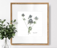 Sea Holly Botanical Flower Print - Framed