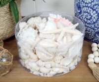 Box of White Sea Shells - Extra Large