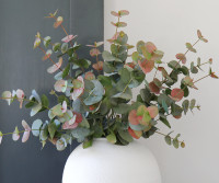 Coburn Blush Eucalyptus Stem