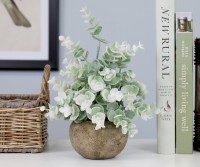 Drew Soft Green Mini Eucalyptus in Pot