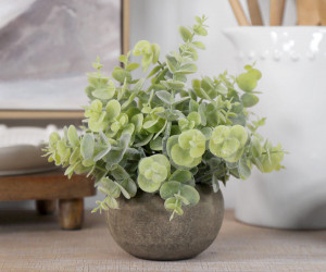Ashton Mini Eucalyptus Potted Plant