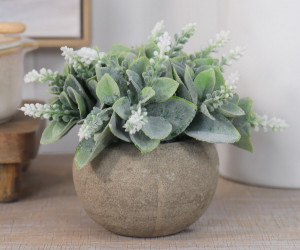 Corston Mini Flowering Potted Plant