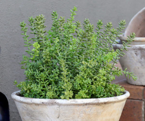 Large Merion Sedum Potted Plant