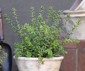 Small Merion Sedum Potted Plant