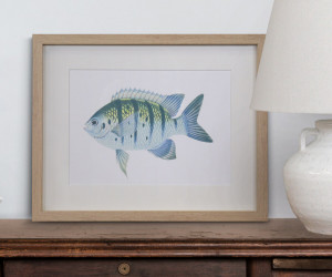 Coral Bay I Fish Wall Art Print