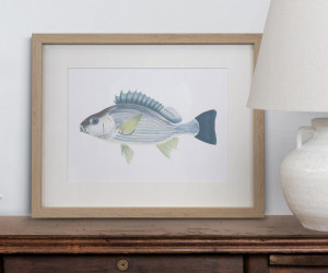 Coral Bay II Fish Wall Art Print
