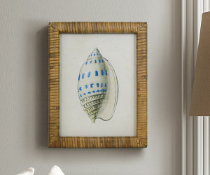 Atlantic Blue Shell IV Framed Print