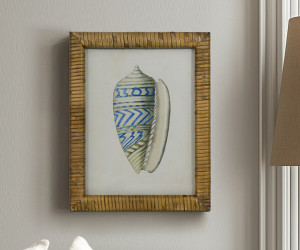 Atlantic Blue Shell II Framed Print