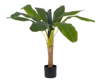 Banana Palm Tree - 1.25m