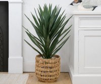 Dracaena Tree 91cm green